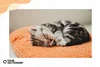 kitten taking a nap on a pillow