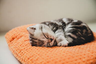 kitten taking a nap on a pillow