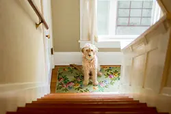 When to Use Bring, Take, Fetch, and Carry