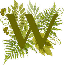 capital letter w