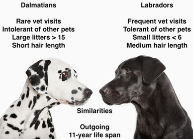 A compare and contrast essay on dalmatians and labradors