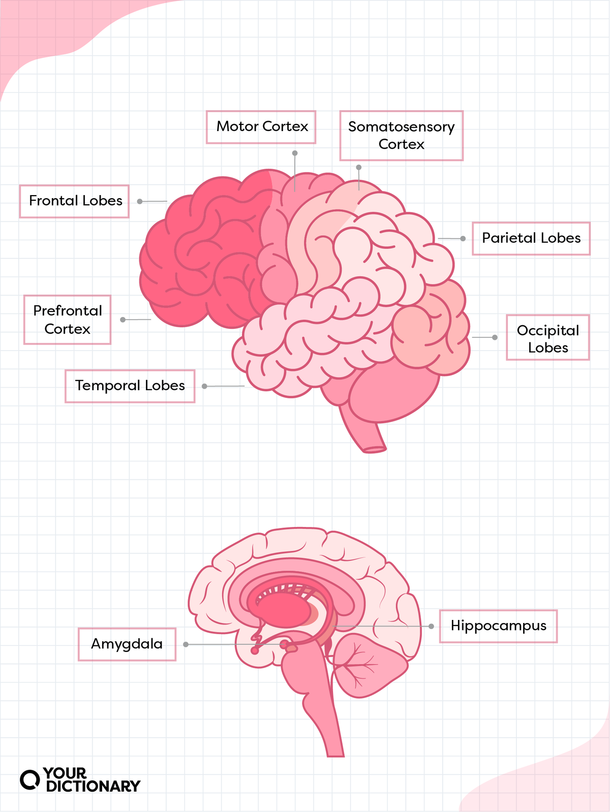 Diagram of the brain labelling the cortexes and lobes as well as the hippocampus and amygdala