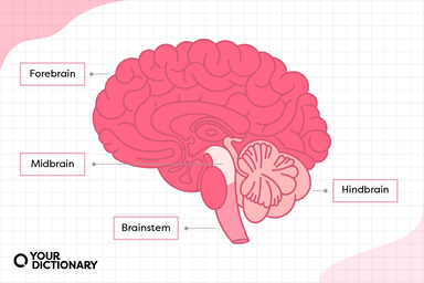 Diagram of the 4 main parts of the brain from the article.