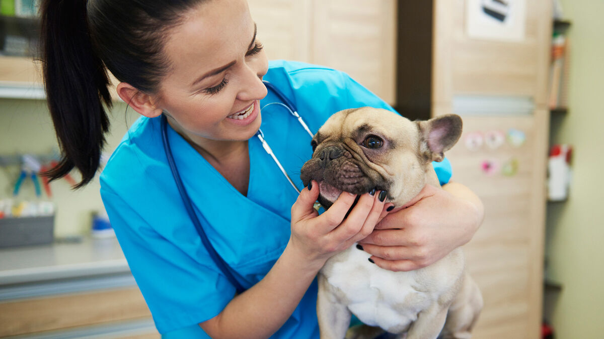 Vet checking dog's teeth