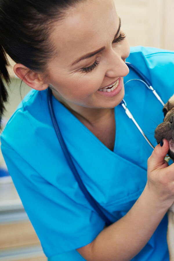 Basic Vet Abbreviations for Pet Owners to Know YourDictionary