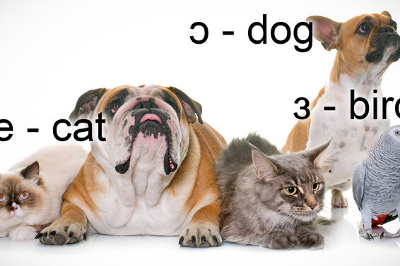 IPA Vowel Sounds for Cat, Dog and Bird