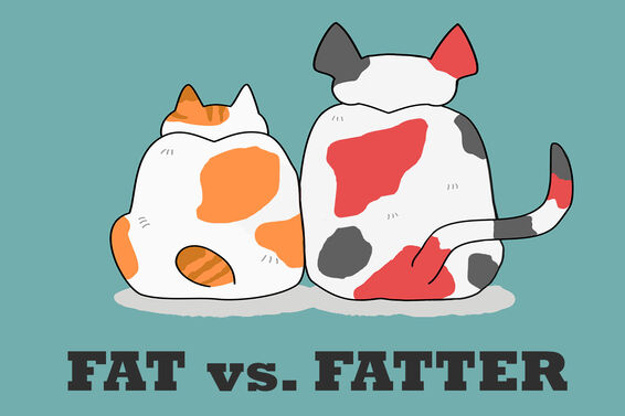 fat vs. fatter comparative adjective