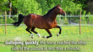 Introductory phrase horse galloping quickly