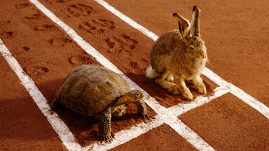 Opposites fast and slow with the tortoise and hare Opposites fast and slow with the tortoise and hare