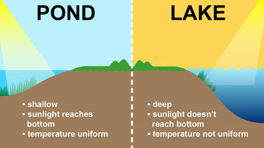 difference between pond and lake