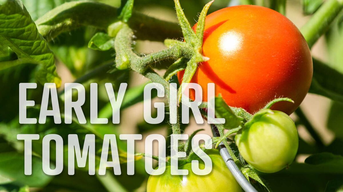 early girl tomatoes letter E food