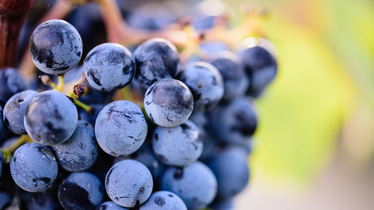 Xinomarvro grapes on branch