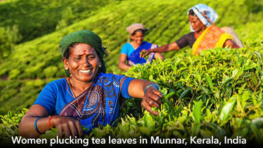 Indian women picking tea leaves