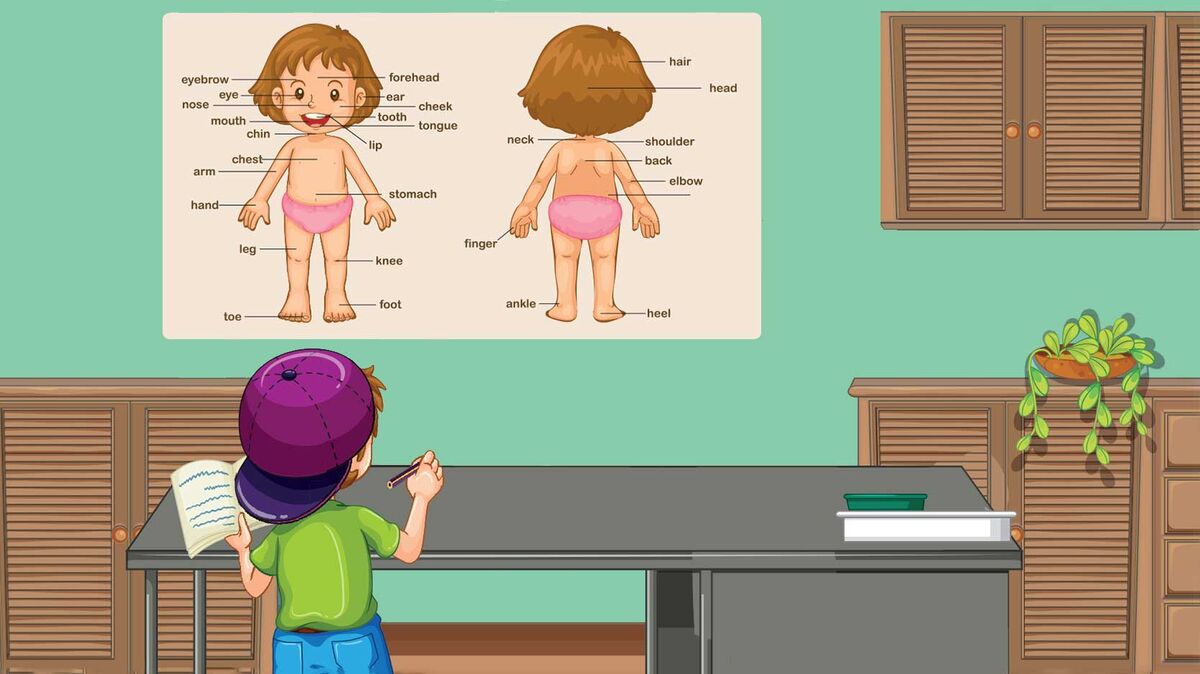 boy studying body part from poster
