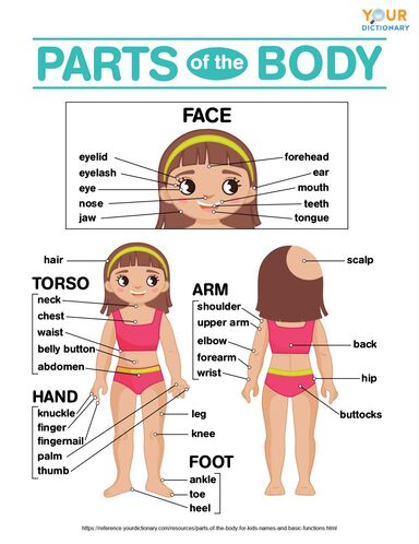dubbellaag Zonder hoofd Weerkaatsing Parts of the Body for Kids: Names & Basic Functions