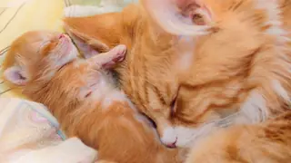 The mama cat takes good care of her kitten.