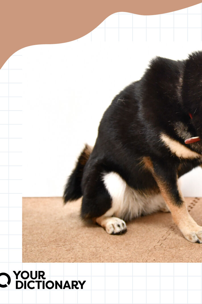 10 Classical Conditioning Examples in Everyday Life YourDictionary