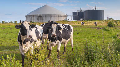 Renewable energy example Biogas plant with cows