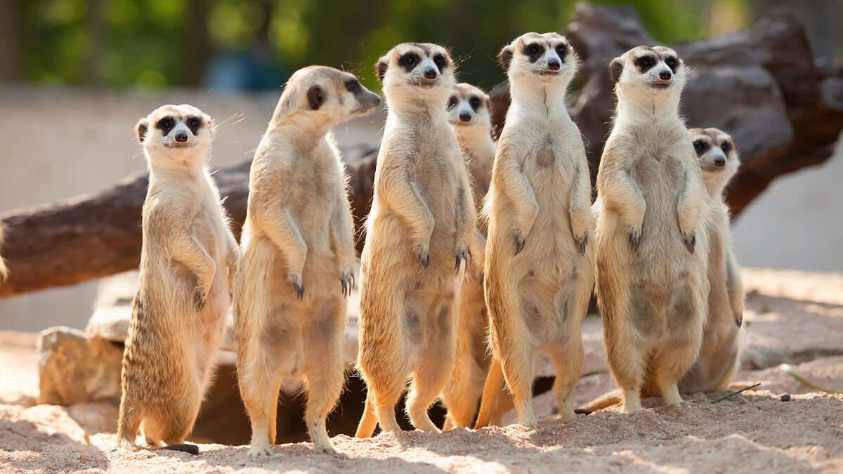 adaptable meerkats standing in row