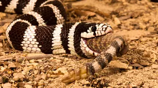 king snake eating a rattlesnake