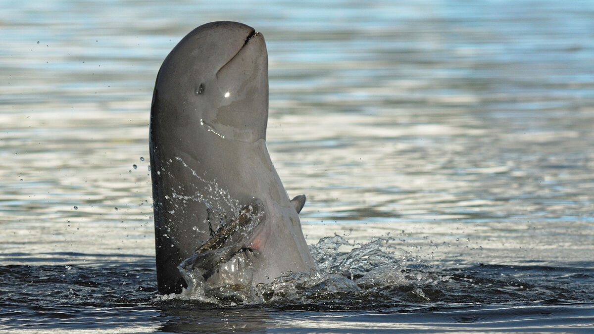 Irrawaddy dolphins help fisherman