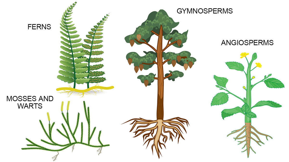 four plant types