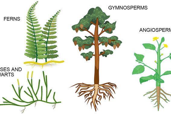four plant types