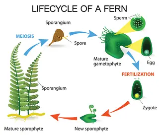 lifecycle of a fern