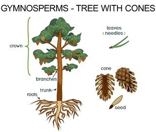 gymnosperms tree with cones example