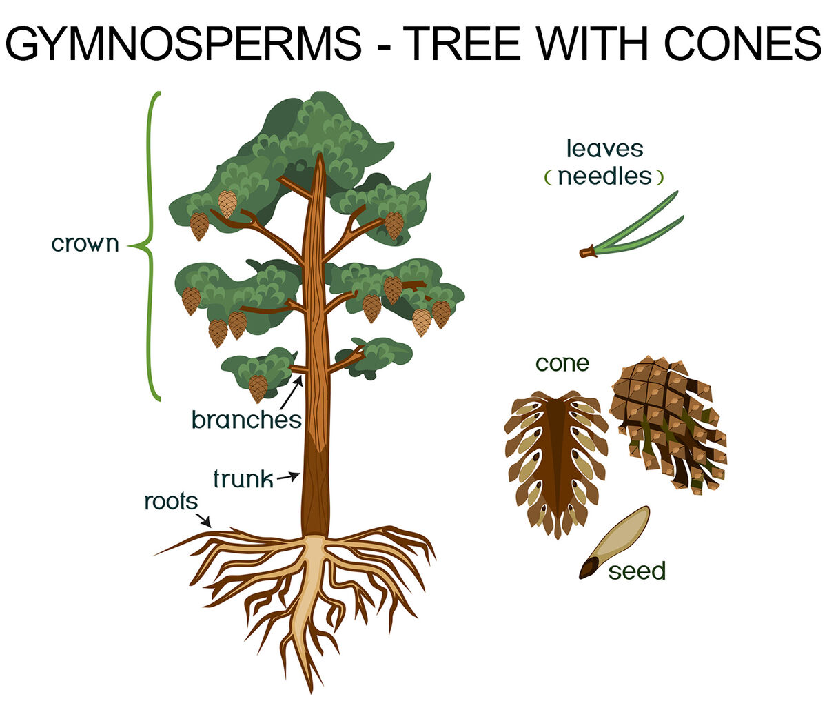 Gymnosperms Definition Examples And Reproduction