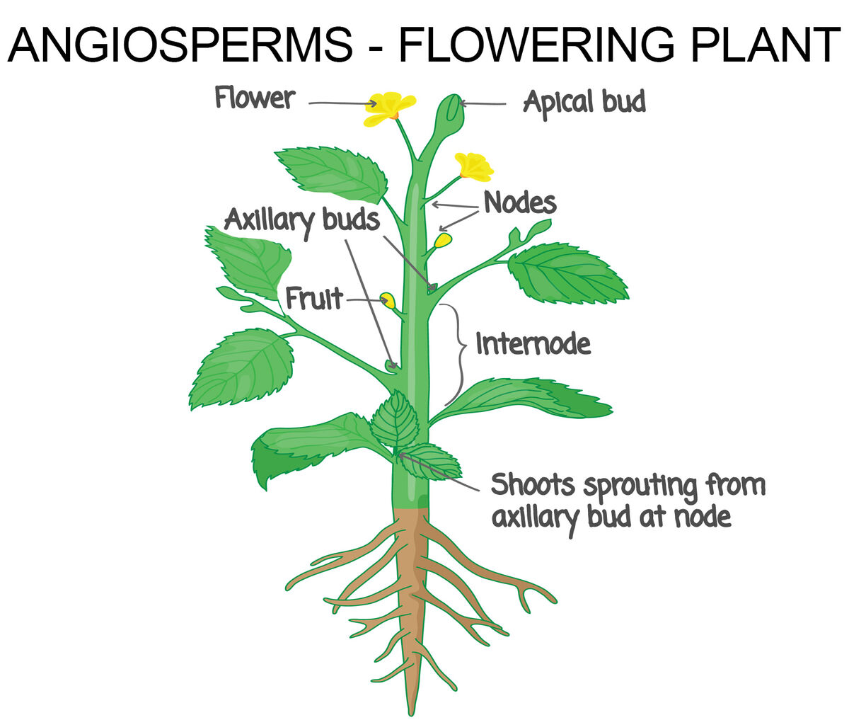 angiosperms are flowering plants