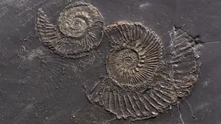 Fossil at Kimmeridge bay, Jurassic coastline Dorset, England
