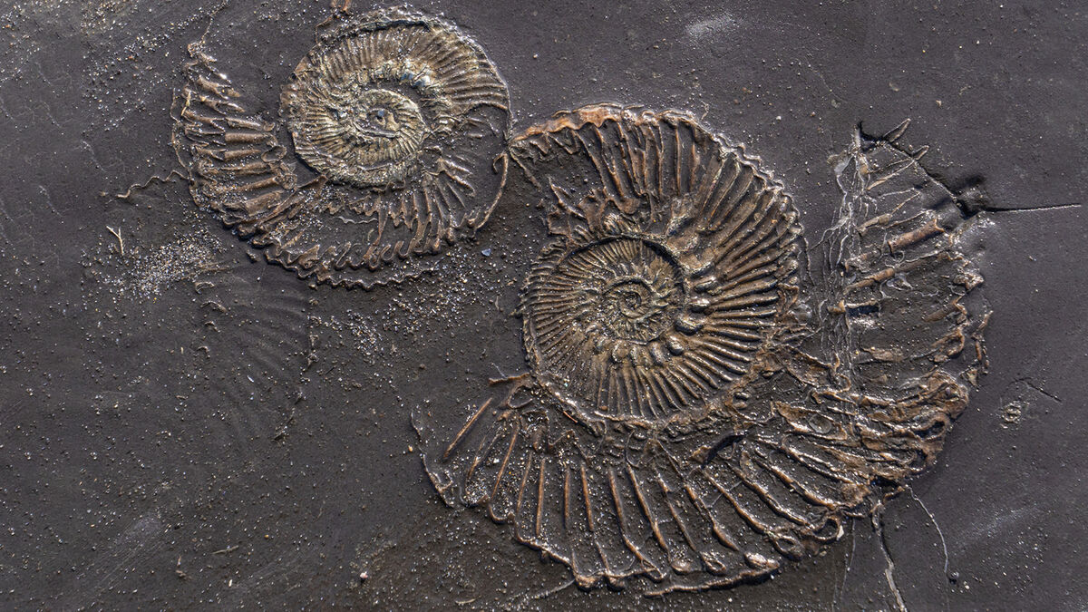 Fossil at Kimmeridge bay, Jurassic coastline Dorset, England