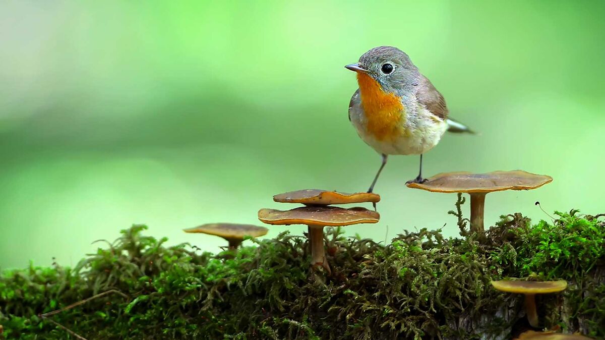 bird on mushrooms