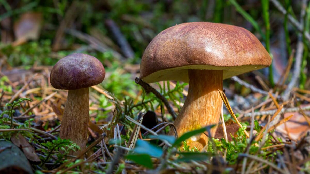 mushroom metabolism energy from dead leaves