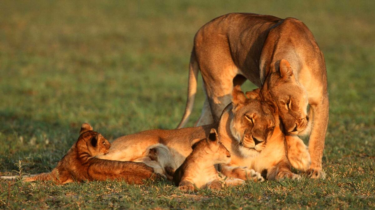 lioness and cubs offspring