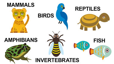 types of animals in animal kingdom