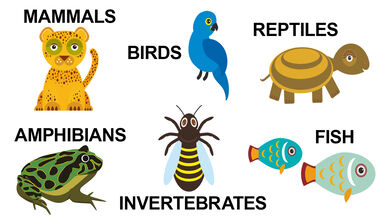 types of animals