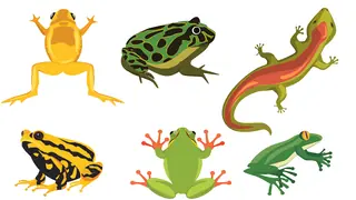 illustrations of examples of amphibians