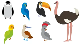 illustrations of examples of birds
