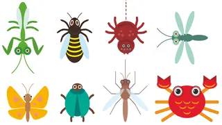 illustrations of examples of invertebrates