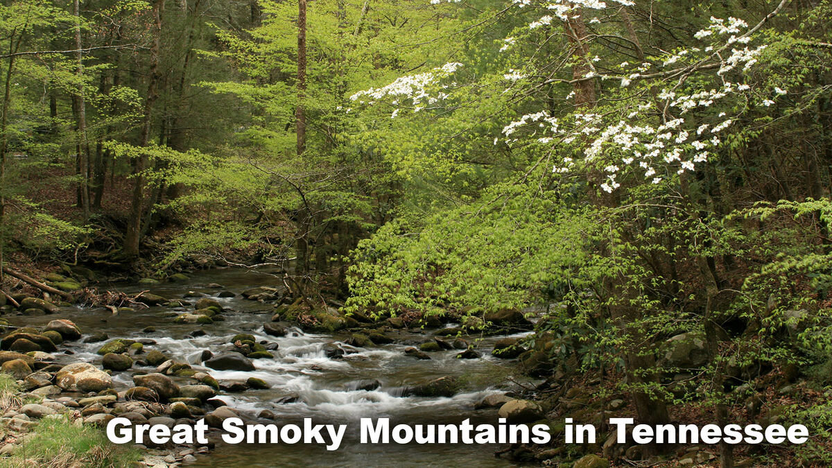 Example Deciduous (Temperate) Forest Great Smoky Mountains