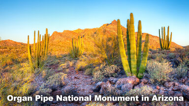 Example Desert Biome Organ Pipe National Monument