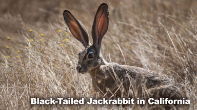Black-Tailed Jackrabbit in Desert Biome