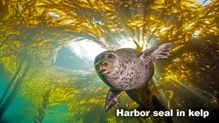 Marine Biome animal harbor seal