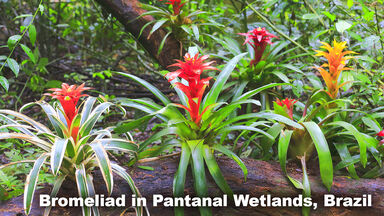 Bromeliad plant in Rainforest Biome