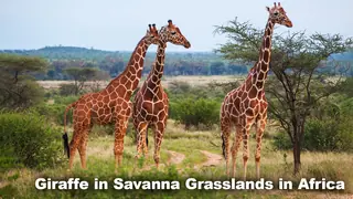Savanna Grasslands Biome Giraffe in Africa