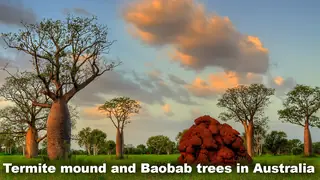Savanna grasslands Baobab trees in Australia