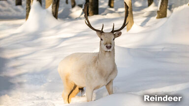 Taiga Biome animal Reindeer