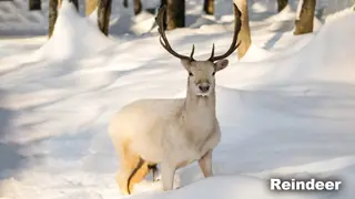 Taiga Biome animal Reindeer